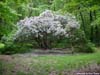 giant_laurel1